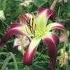 Thumbnail #1 of Hemerocallis  by Calif_Sue