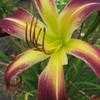 Thumbnail #4 of Hemerocallis  by Calif_Sue