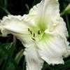 Thumbnail #1 of Hemerocallis  by Calif_Sue