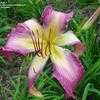 Thumbnail #2 of Hemerocallis  by DaylilySLP