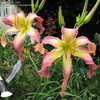 Thumbnail #4 of Hemerocallis  by lilydaydreamer