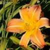 Thumbnail #3 of Hemerocallis  by Joy