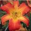 Thumbnail #1 of Hemerocallis  by Melissa_Ohio