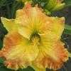 Thumbnail #4 of Hemerocallis  by Calif_Sue