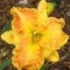 Thumbnail #2 of Hemerocallis  by Melissa_Ohio