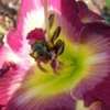 Thumbnail #5 of Hemerocallis  by nippertoo