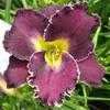 Thumbnail #1 of Hemerocallis  by John_Benoot