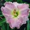 Thumbnail #3 of Hemerocallis  by Calif_Sue