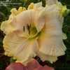 Thumbnail #2 of Hemerocallis  by mattsmom