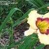 Thumbnail #1 of Hemerocallis  by Marilynbeth