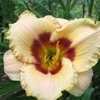 Thumbnail #4 of Hemerocallis  by Calif_Sue