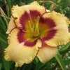 Thumbnail #5 of Hemerocallis  by Calif_Sue