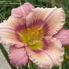 Thumbnail #2 of Hemerocallis  by DaylilySLP