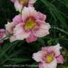 Thumbnail #4 of Hemerocallis  by DaylilySLP