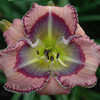 Thumbnail #1 of Hemerocallis  by Calif_Sue