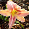 Thumbnail #2 of Hemerocallis  by av_ocd_girl