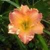 Thumbnail #3 of Hemerocallis  by dmcdevitt