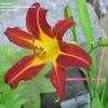 Thumbnail #1 of Hemerocallis  by Badseed