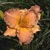 Thumbnail #4 of Hemerocallis  by DaylilySLP