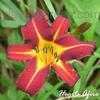 Thumbnail #2 of Hemerocallis  by Melissa_Ohio