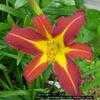 Thumbnail #3 of Hemerocallis  by jody