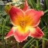 Thumbnail #2 of Hemerocallis  by pigeon1943