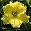 Thumbnail #2 of Hemerocallis  by Melissa_Ohio