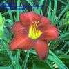 Thumbnail #1 of Hemerocallis  by kennedy