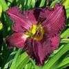 Thumbnail #1 of Hemerocallis  by carolann