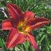 Thumbnail #2 of Hemerocallis  by carolann