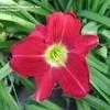 Thumbnail #3 of Hemerocallis  by Calif_Sue