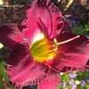 Thumbnail #5 of Hemerocallis  by susansconi