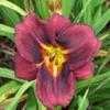 Thumbnail #2 of Hemerocallis  by dablaw