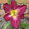 Thumbnail #4 of Hemerocallis  by kennedyh