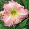 Thumbnail #3 of Hemerocallis  by Melissa_Ohio