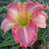 Thumbnail #2 of Hemerocallis  by DaylilyDiva219