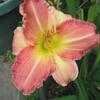 Thumbnail #5 of Hemerocallis  by Calif_Sue