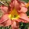 Thumbnail #2 of Hemerocallis  by alicewho