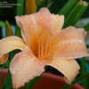 Thumbnail #4 of Hemerocallis  by Joy