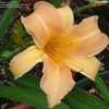 Thumbnail #5 of Hemerocallis  by Joy