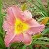 Thumbnail #4 of Hemerocallis  by carolann