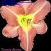 Thumbnail #3 of Hemerocallis  by kennedy