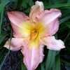 Thumbnail #3 of Hemerocallis  by Hemental