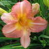 Thumbnail #1 of Hemerocallis  by Igrowinpa