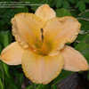 Thumbnail #1 of Hemerocallis  by DaylilyDiva219