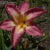 Thumbnail #2 of Hemerocallis  by DaylilySLP