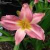 Thumbnail #3 of Hemerocallis  by Joy