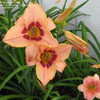 Thumbnail #3 of Hemerocallis  by ms_greenjeans