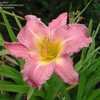 Thumbnail #4 of Hemerocallis  by Joy