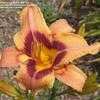 Thumbnail #2 of Hemerocallis  by DaylilySLP